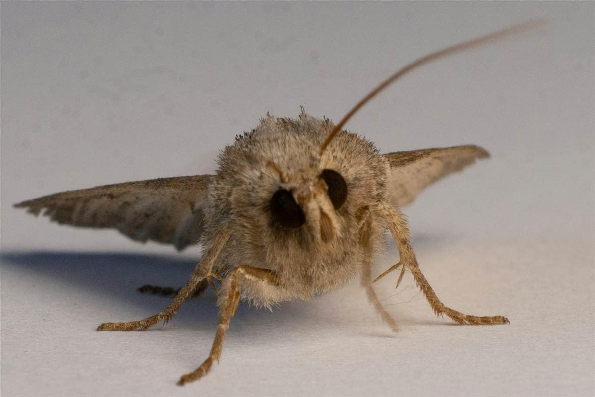 Clothes & Pantry Moths Removal Melbourne