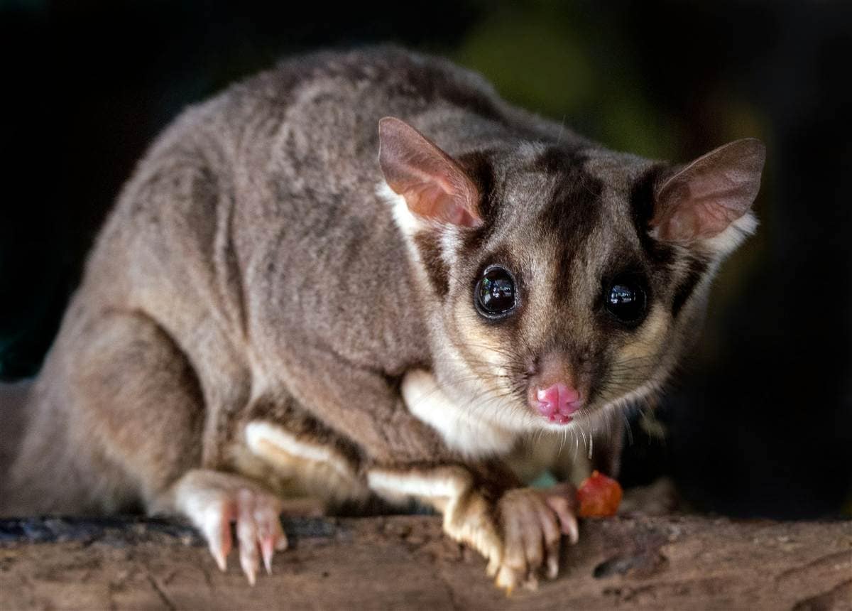 Possum Removal Melbourne - Professional pest control by Pest Eraze