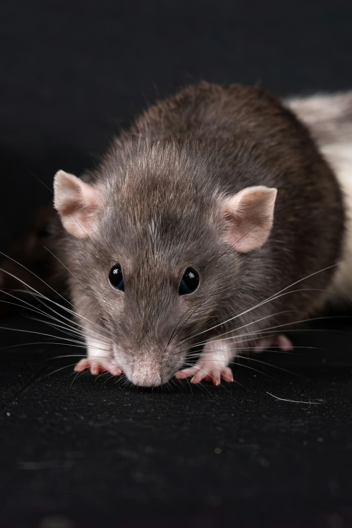 Commercial Pest Control Melbourne: Protecting Your Business Reputation