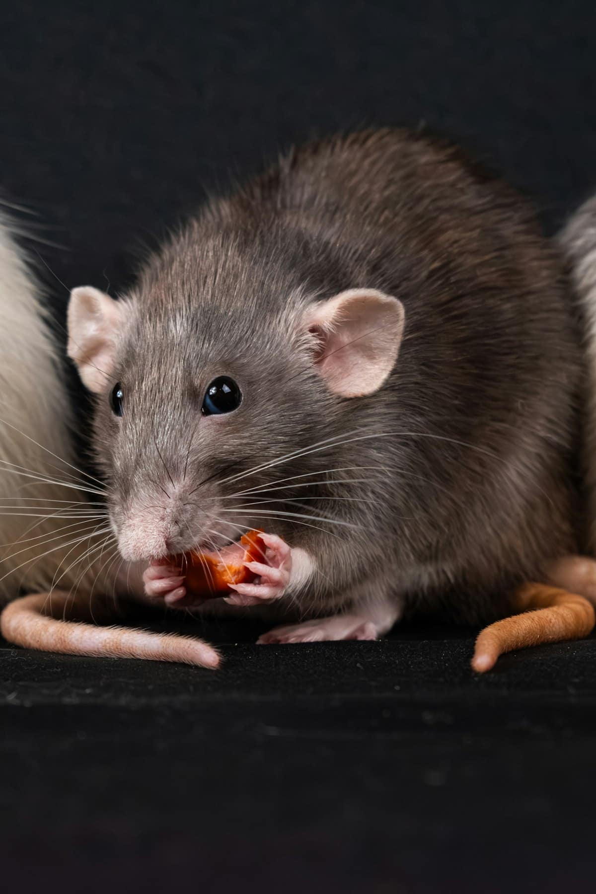Rats in Your Roof? Here's What Melbourne Homeowners Need to Know