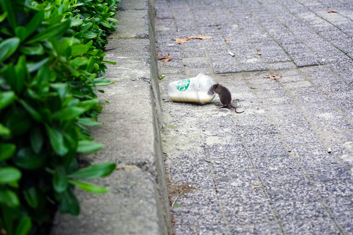 Rat Control Melbourne