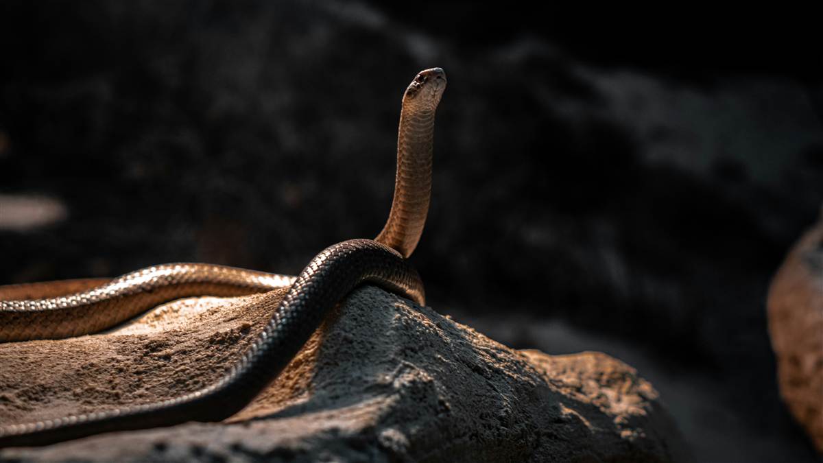 Snake Pest Control Melbourne