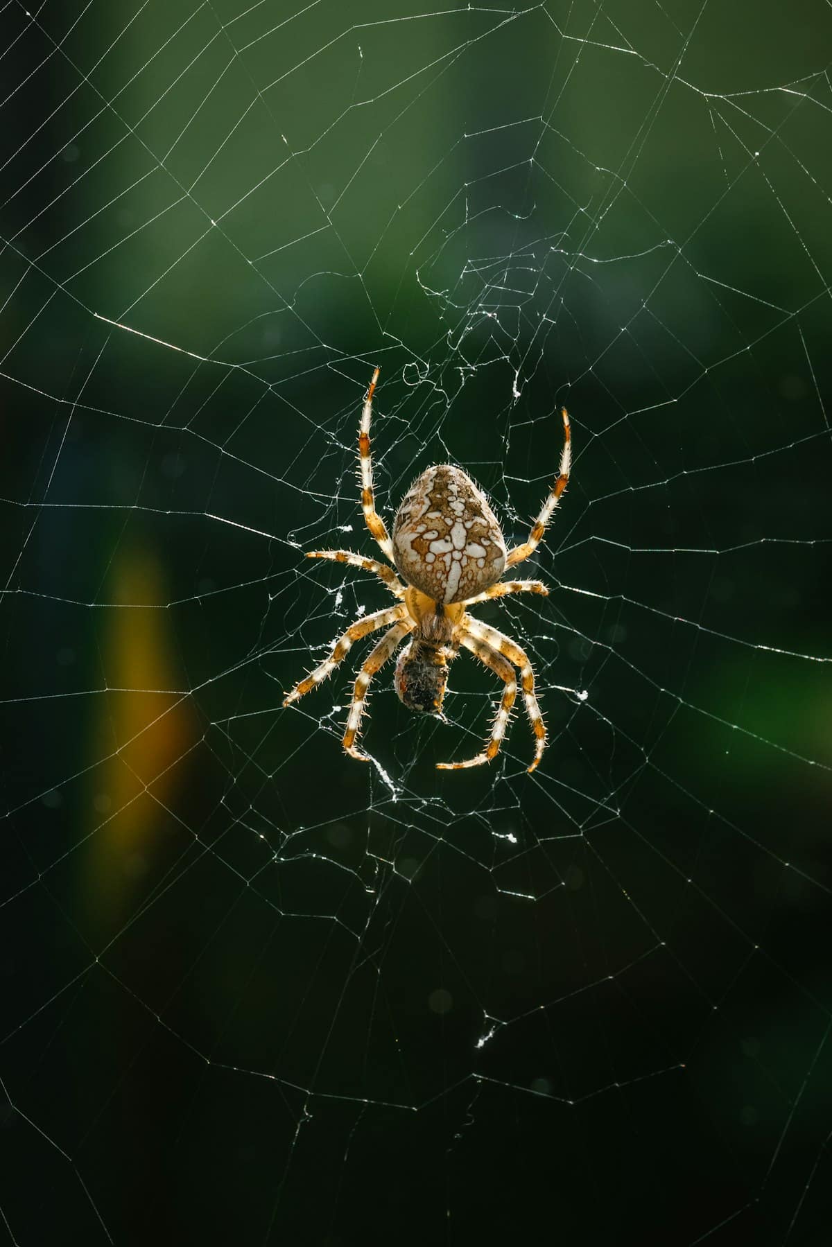 Why DIY Pest Control Fails: The Hidden Costs of Store-Bought Solutions