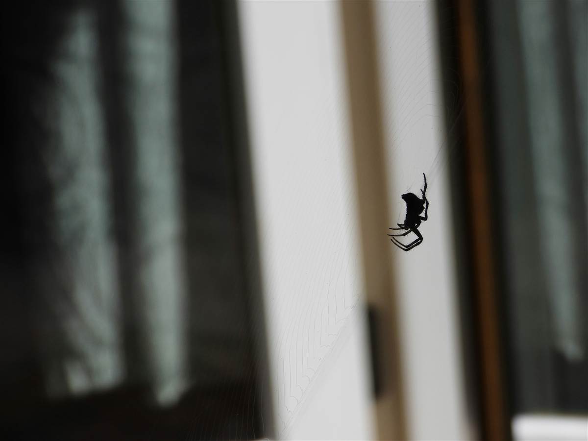Spider Treatments Melbourne