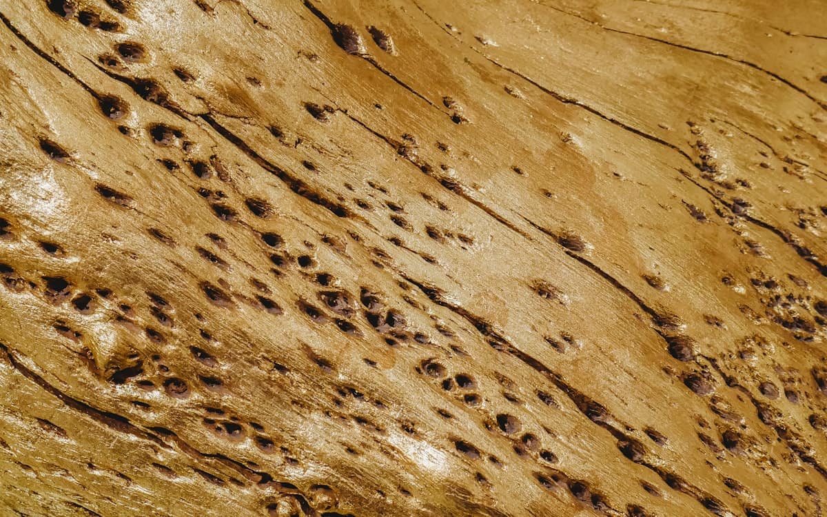 Flying Termites in Melbourne: What a Swarm Around Your Home Means