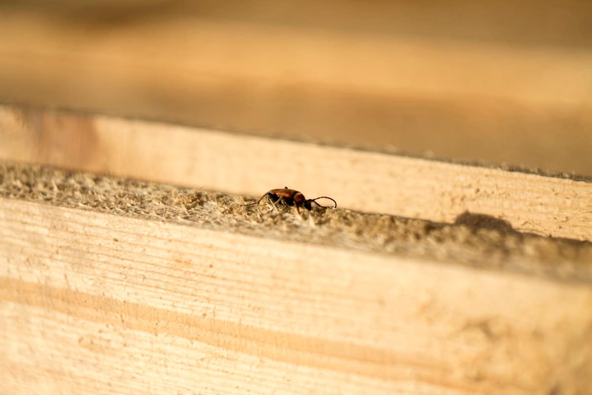 White Ants vs Termites: What Melbourne Homeowners Need to Know
