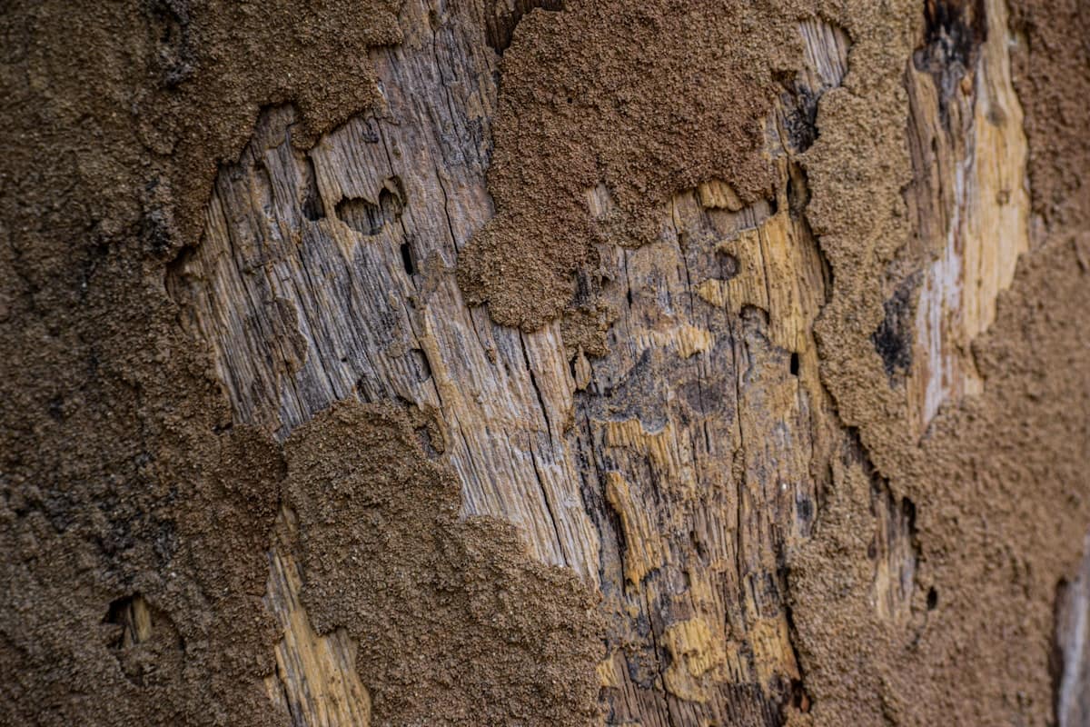 Termite Treatment Cost in Melbourne: 2026 Price Guide