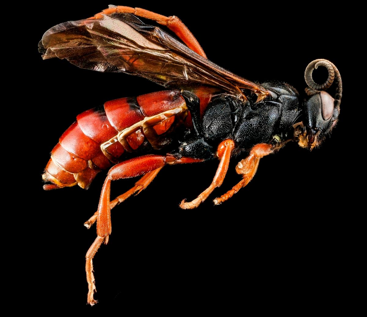 Emergency & Same-Day Pest Control in Melbourne
