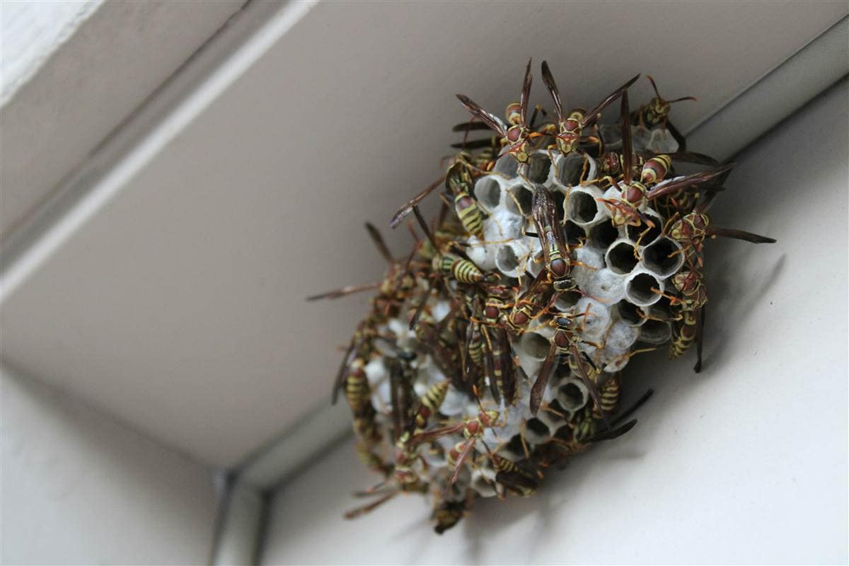Wasp Removal Melbourne - Professional pest control by Pest Eraze